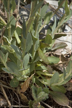 Image of Noccaea praecox (Wulfen) F. K. Mey.