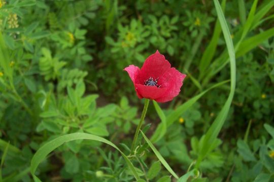 Image of round pricklyhead poppy