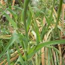 Слика од Tragopogon porrifolius L.