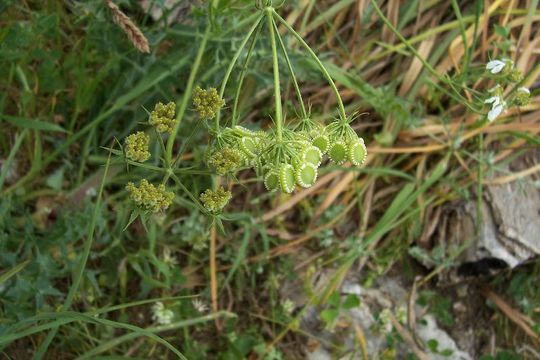 Image of Mediterranean hartwort