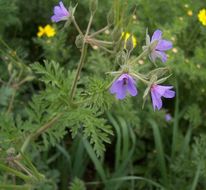 Erodium ciconium (L.) L'Her. resmi