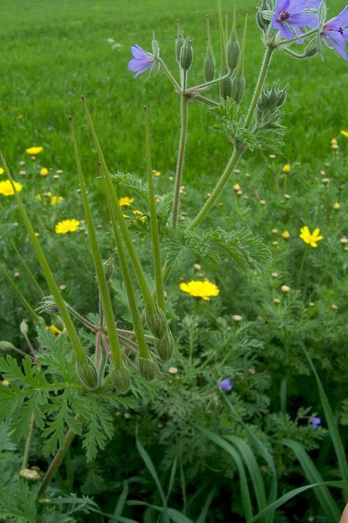 Erodium ciconium (L.) L'Her. resmi