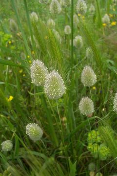 Lagurus ovatus L. resmi