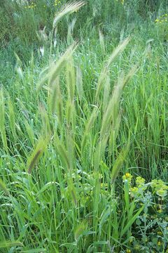 Image of mosquitograss