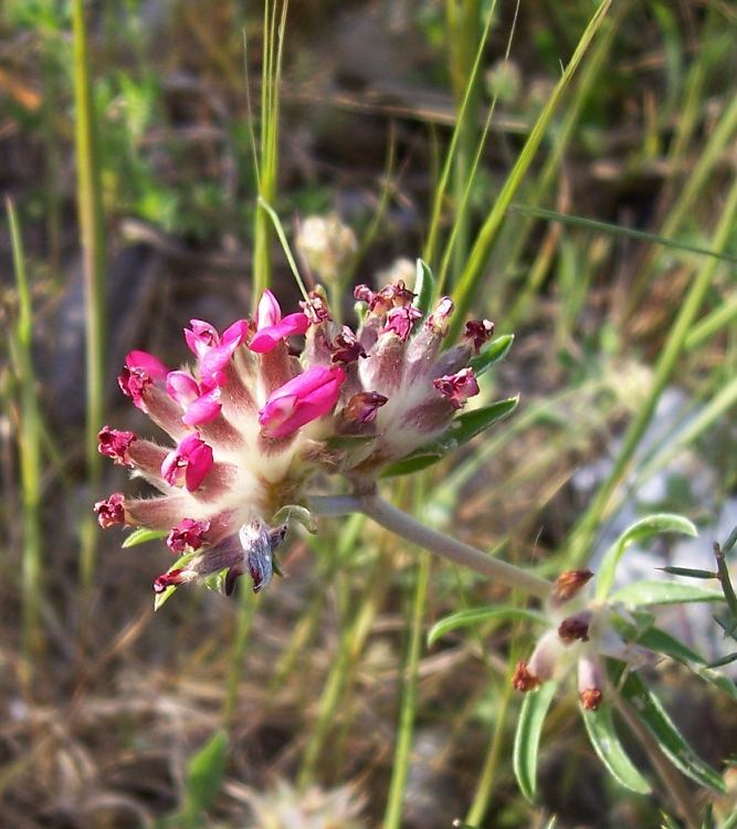 Image of common kidneyvetch