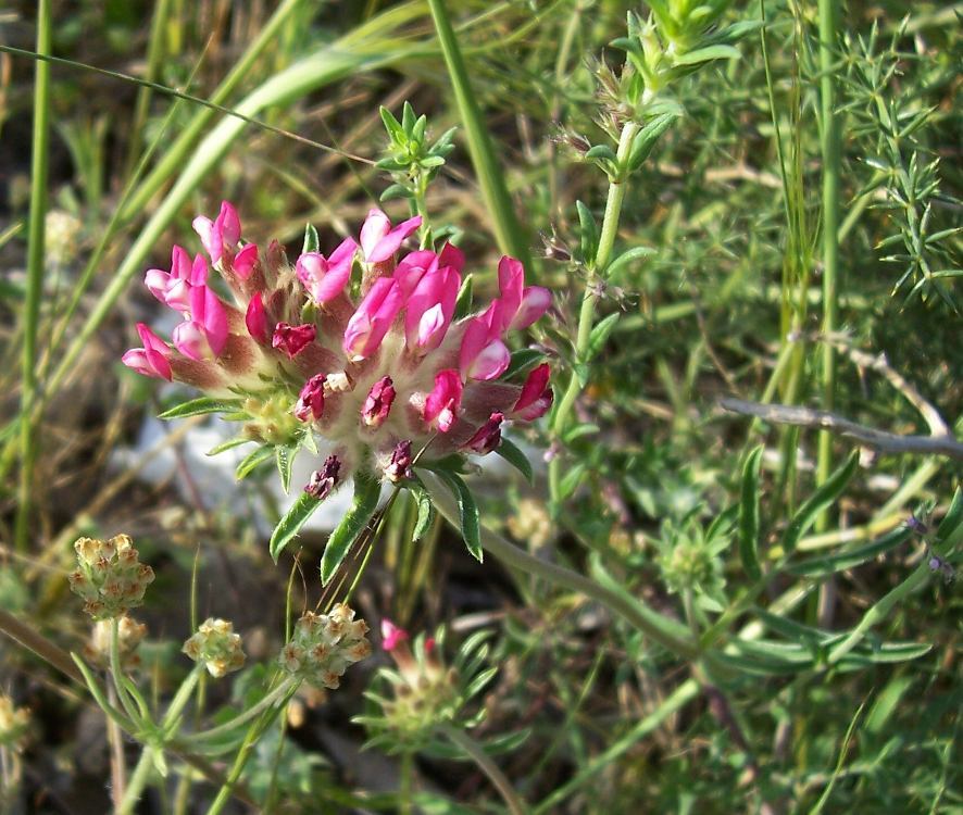 Image of common kidneyvetch