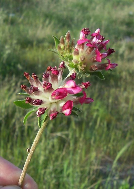 Image of common kidneyvetch