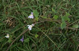 Image of Ivy-leaved Toadflax