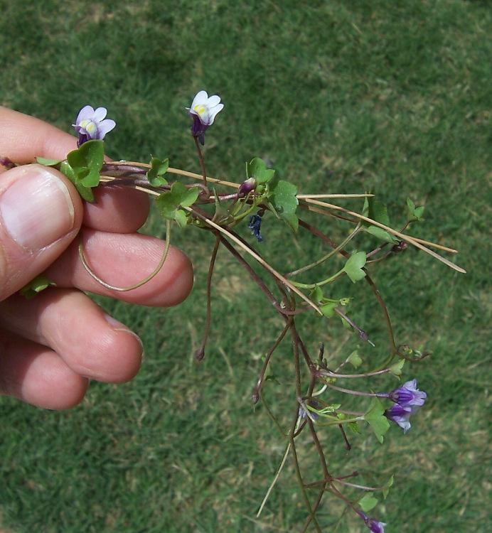 Image of Ivy-leaved Toadflax