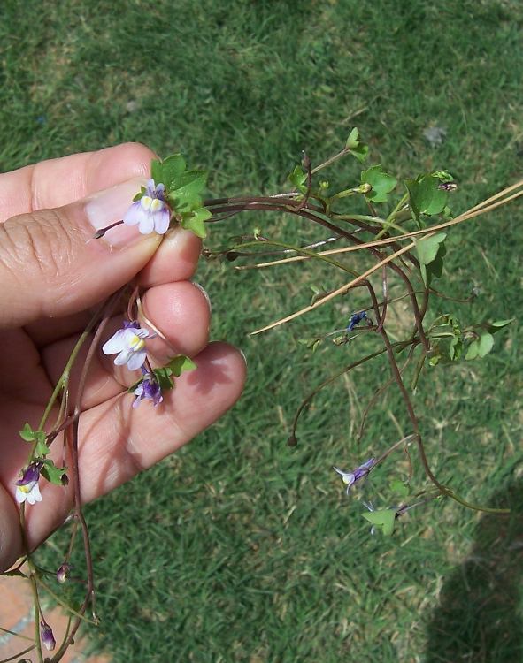 Image of Ivy-leaved Toadflax