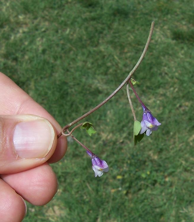 Image of Ivy-leaved Toadflax