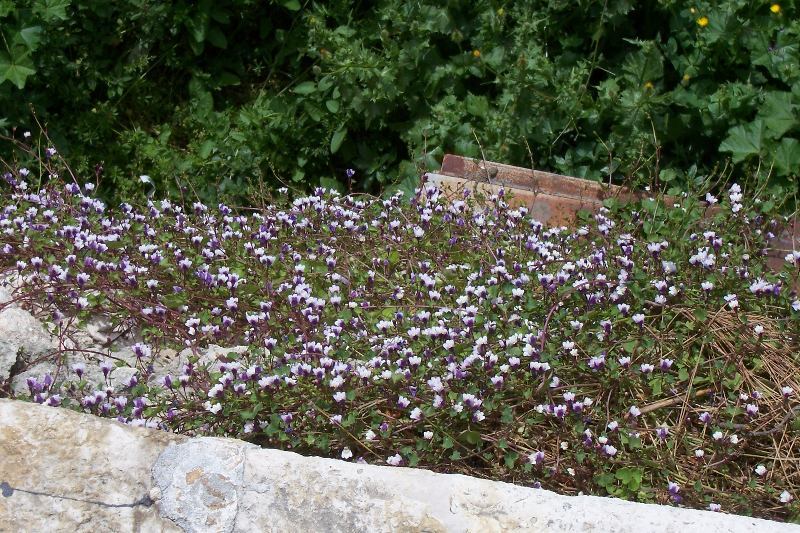 Image of Ivy-leaved Toadflax