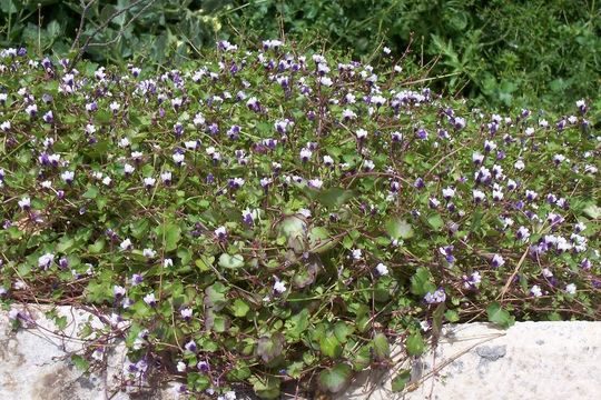 Image of Ivy-leaved Toadflax