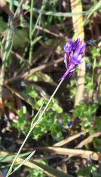 Image de Linaria pelisseriana (L.) Mill.