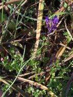 Image of Linaria pelisseriana (L.) Mill.