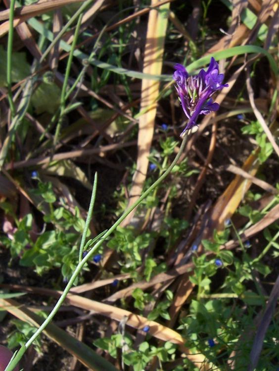 Image of Linaria pelisseriana (L.) Mill.