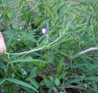 Image of Bithynian vetch