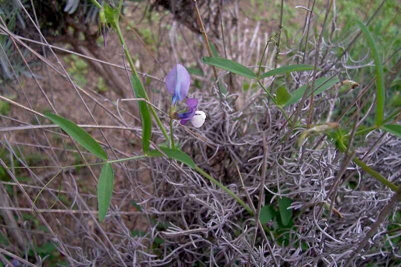 Image of Bithynian vetch