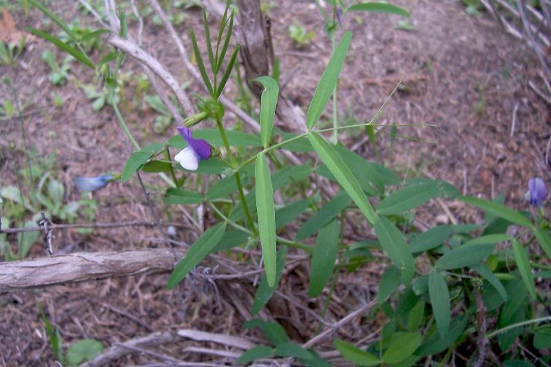 Image of Bithynian vetch