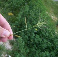 Image of ovate goatgrass