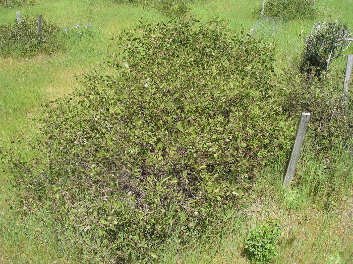 Image of Rincon manzanita