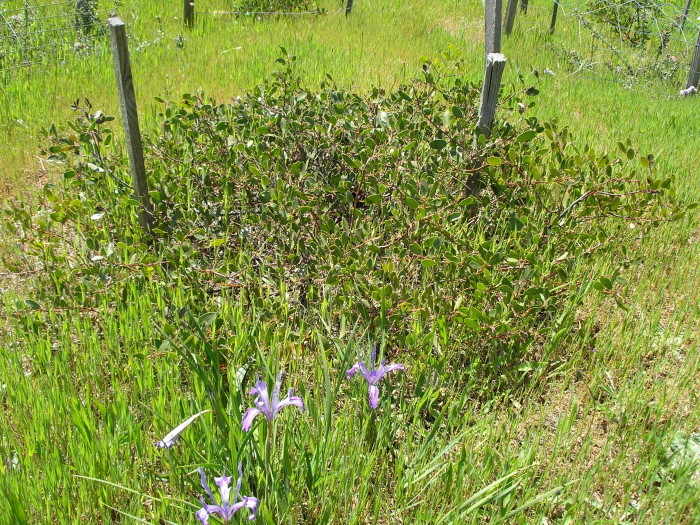 Image of Rincon manzanita