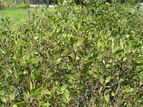 Image of Rincon manzanita