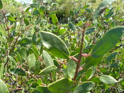 Image of Rincon manzanita