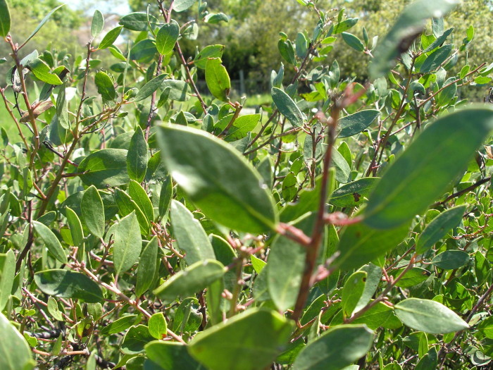 Image of Rincon manzanita