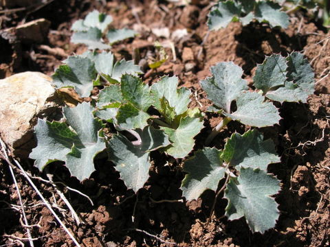 Image of Napa biscuitroot