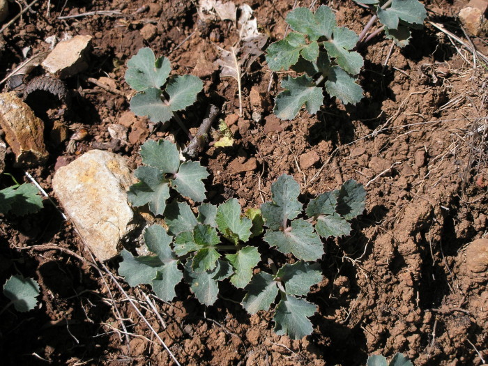 Imagem de Lomatium repostum (Jepson) Mathias