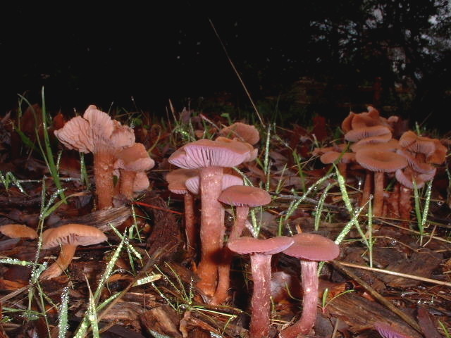 Image of Western Amethyst Deceiver