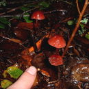 Image of Marasmius plicatulus Peck 1897