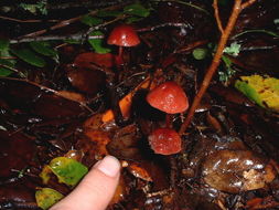 Image de Marasmius plicatulus Peck 1897