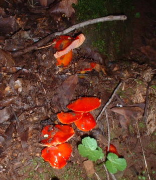 Image of Scarlet Waxy Cap