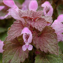 Image of purple archangel