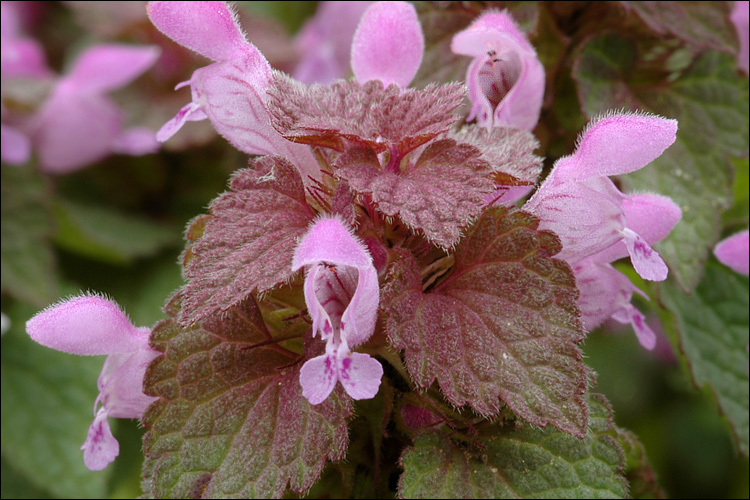 Image of purple archangel