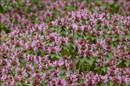 Image of purple archangel