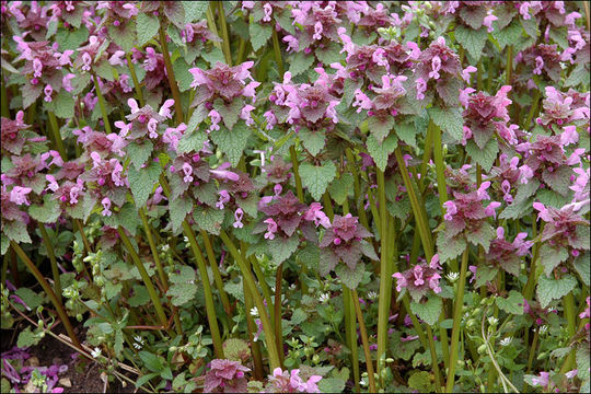 Image of purple archangel