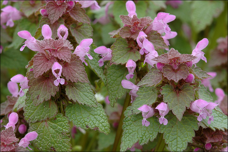 Image of purple archangel