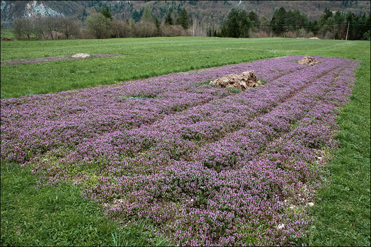 Image of purple archangel