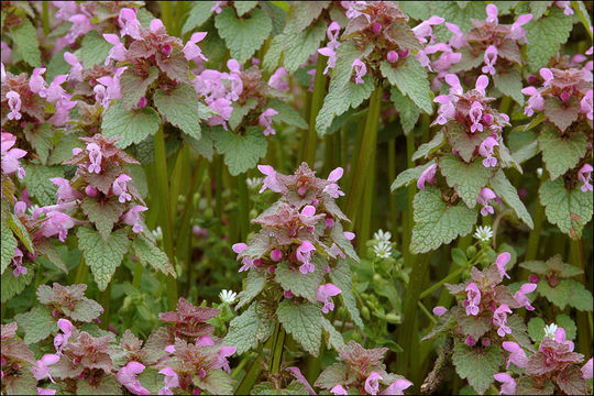 Image of purple archangel