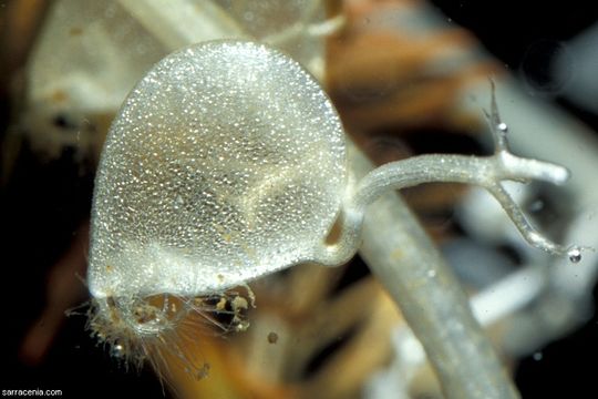 Image of flatleaf bladderwort