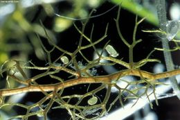 Image of Lesser Bladderwort