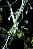 Image of Lesser Bladderwort