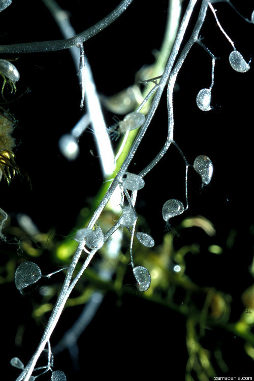 Imagem de Utricularia minor L.