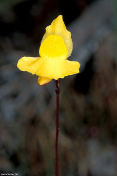 Sivun Utricularia subulata L. kuva