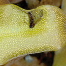 Image of California butterwort