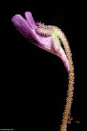 Image of Common butterwort