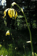 Image of California pitcherplant